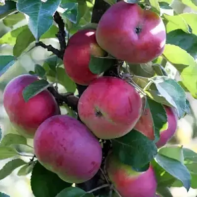 Яблоня ЕСЕНИЯ колонновидная в Колодищи