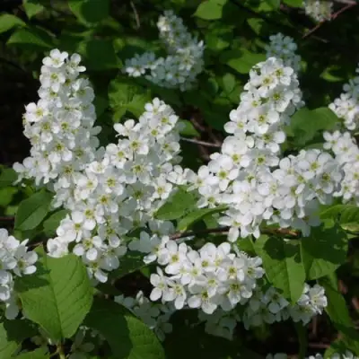 Черемуха ПАМЯТИ САЛАМАТОВА в Колодищи