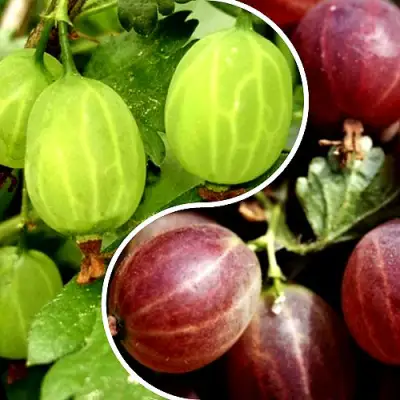 Комплект СКАЗКА в Колодищи