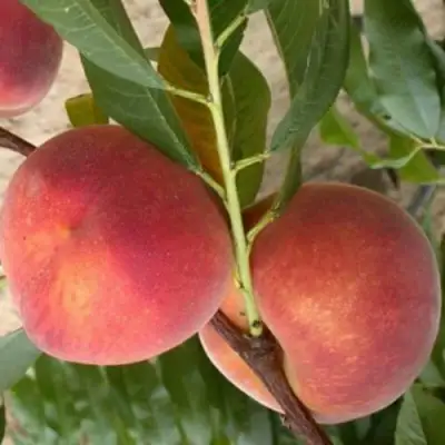 Персик ЮБИЛЕЙ СТОЛИЦЫ колонновидный в Колодищи