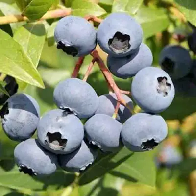 Голубика КРОЭТЭН в Колодищи