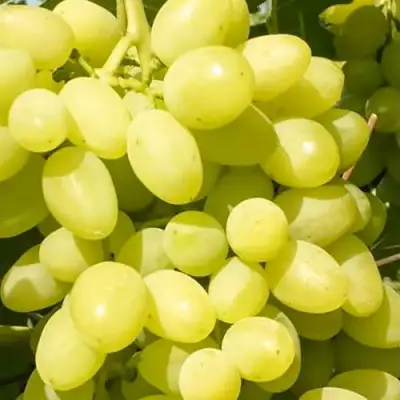 Виноград ДОЛГОЖДАННЫЙ в Колодищи