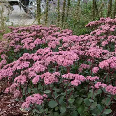 Очиток (седум) МАТРОНА в Колодищи