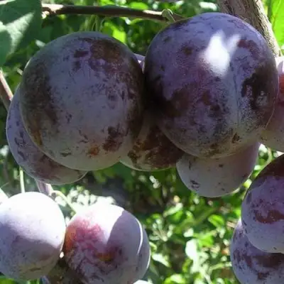 Слива РЕНКЛОД ХАРИТОНОВОЙ в Колодищи