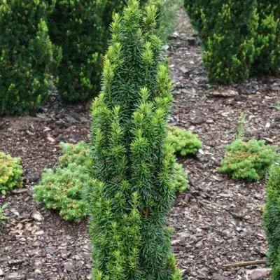 Тис ВОЙТЕК средний  в Колодищи