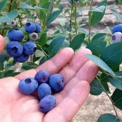 Голубика НОРТ КАНТРИ в Колодищи