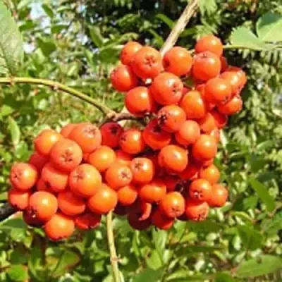 Рябина КОНЦЕНТРА сладкоплодная в Колодищи