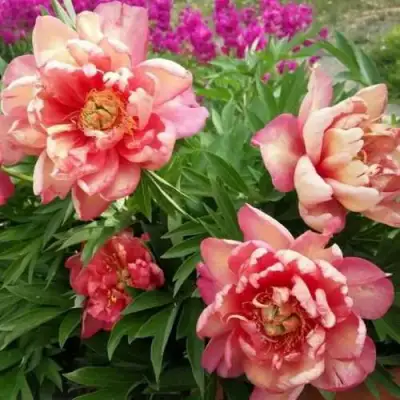 Пион ДЖУЛИЯ РОУЗ ито-гибрид в Колодищи