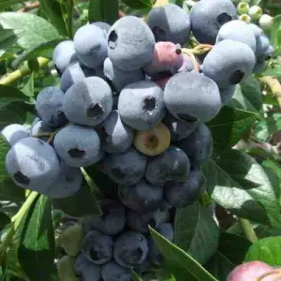 Голубика КРОЭТЭН в Колодищи