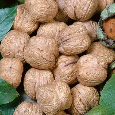 Грецкий орех ПРЕЗИДЕНТ в Колодищи