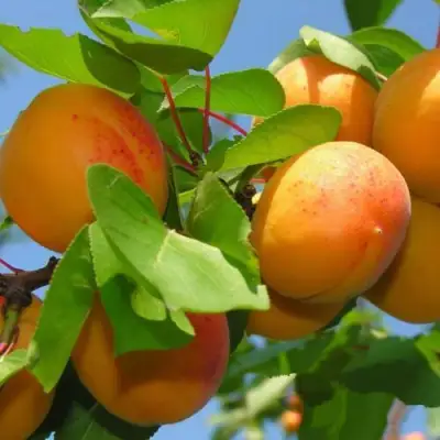 Абрикос КИЕВСКИЙ РАННИЙ в Колодищи
