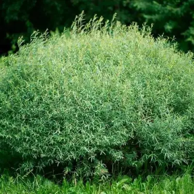 Ива НАНА пурпурная в Колодищи