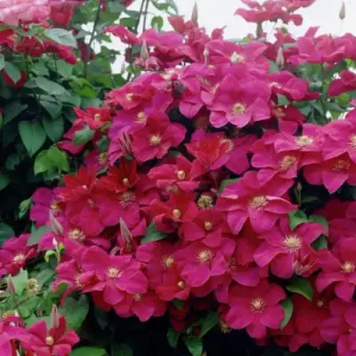 Клематис РУЖ КАРДИНАЛ в Колодищи