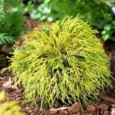 Кипарисовик ВАВЕЛ горохоплодный в Колодищи