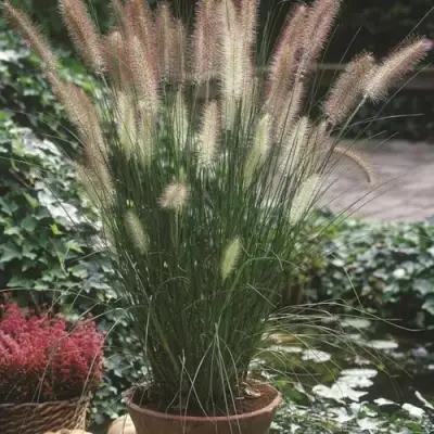 Пеннисетум ХАМЕЛН в Колодищи