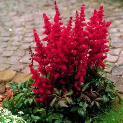 Астильба ГЛАТ Арендса в Колодищи