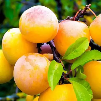 Слива МИНСКАЯ в Колодищи