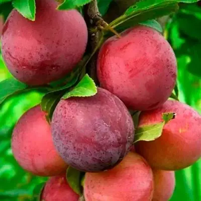 Слива КЛЕОПАТРА в Колодищи