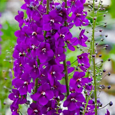 Коровяк ВИОЛЕТТА (вербаскум) в Колодищи