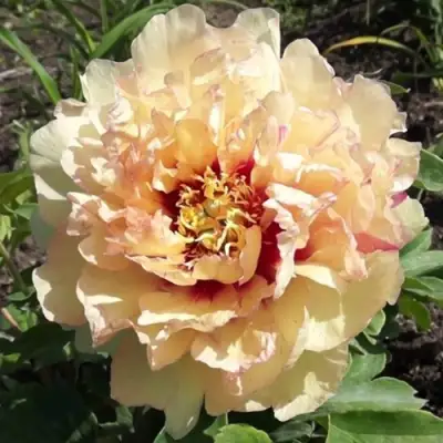 саженцы пиона