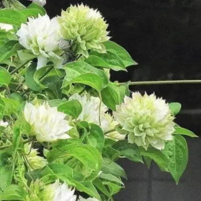 Клематис КОХАНА в Колодищи