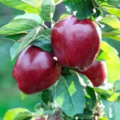 Яблоня РЕД ДЕЛИШЕС в Колодищи