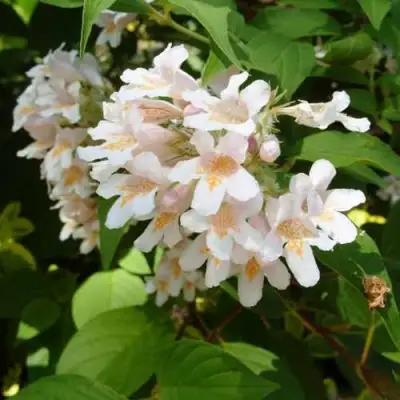 Кольквиция прелестная в Колодищи