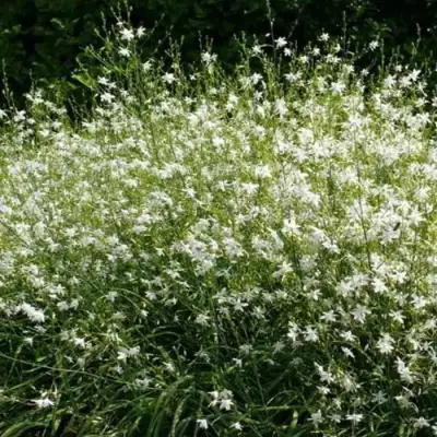 Венечник ветвистый в Колодищи