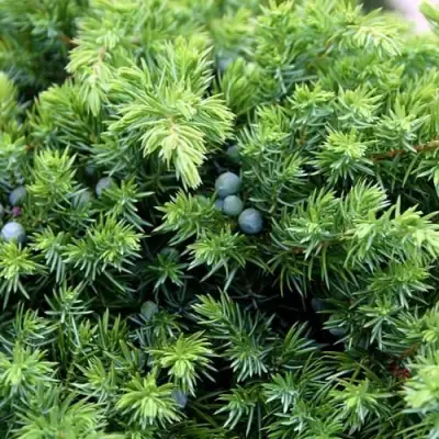 Можжевельник ШЛЯГЕР прибрежный в Колодищи