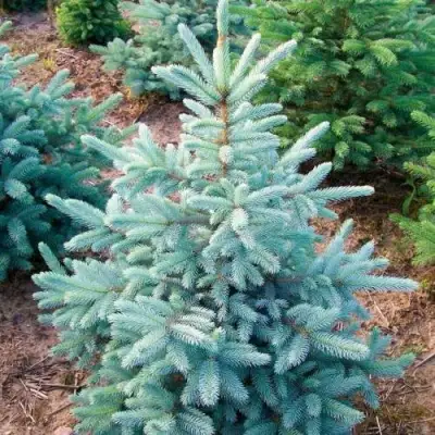 Ель КЕЙБАБ колючая в Колодищи