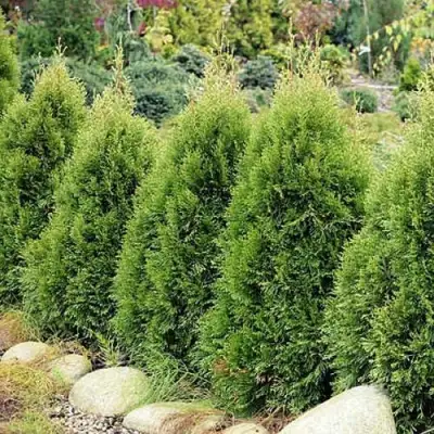 Туя СМАРАГД ВИТБОНТ западная в Колодищи