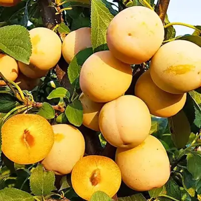 Слива РЕНКЛОД ранний в Колодищи