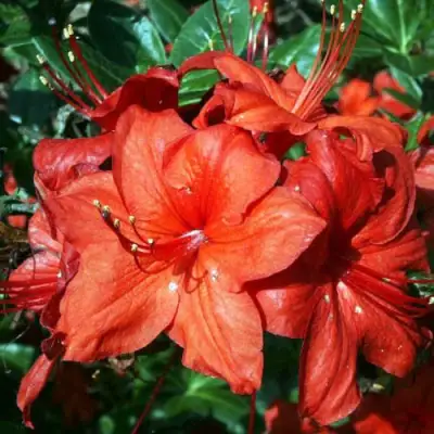 Азалия ДОЛОРОСО листопадная в Колодищи