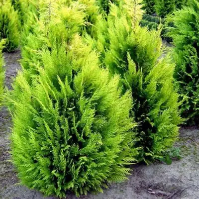 Кипарисовик ИВОНЕ лавсана в Колодищи