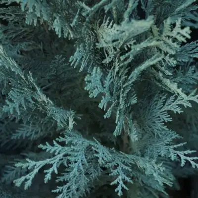 Кипарисовик ВАН ПЕЛЬТС БЛЮ лавсона в Колодищи