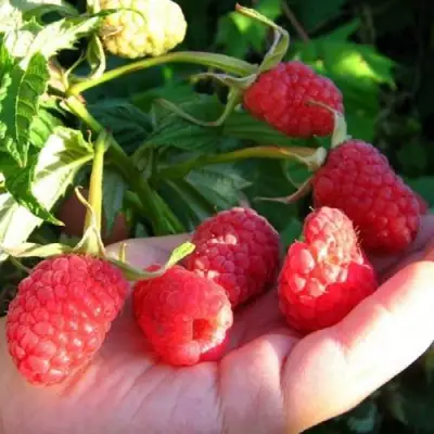 Малина ГОРДОСТЬ РОССИИ в Колодищи