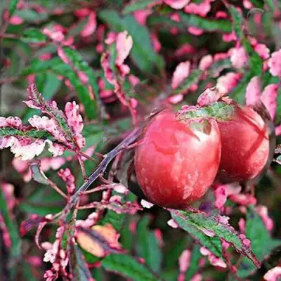 Слива ХЕССЕЙ декоративная в Колодищи