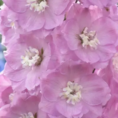 Дельфиниум ПЕТТИКОУТ гибридный в Колодищи