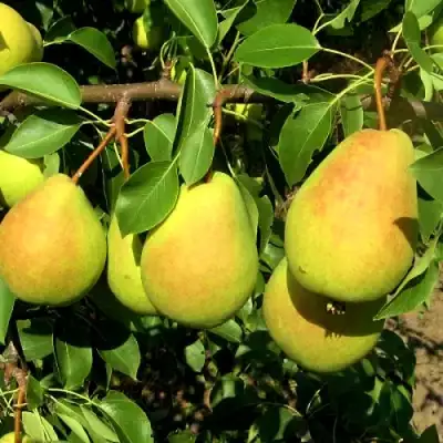 Груша ФЛЕЙТА в Колодищи