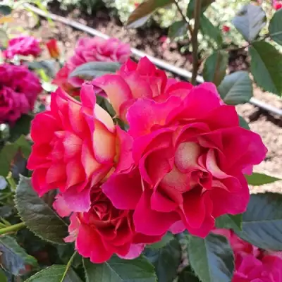 Роза БРЕРА флорибунда в Колодищи