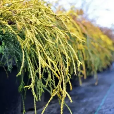 Кипарисовик ВАВЕЛ горохоплодный в Колодищи