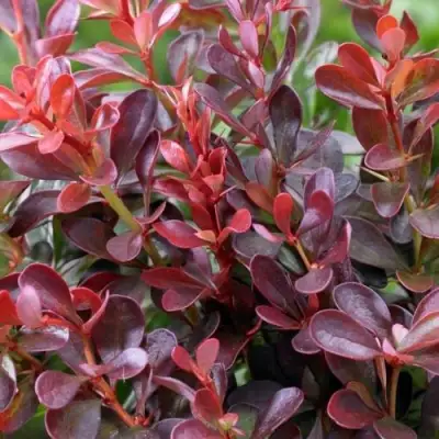 Барбарис АТРОПУРПУРЕА НАНА тунберга в Колодищи