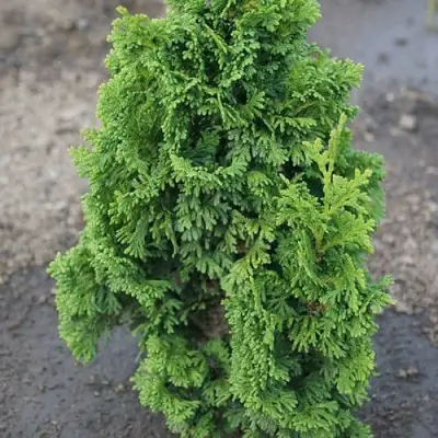 Туя ЗМАТЛИК западная в Колодищи