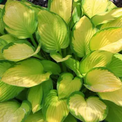 Хоста ГОЛД СТАНДАРТ Форчуна в Колодищи