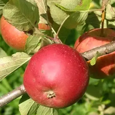 Яблоня ПОСПЕХ в Колодищи