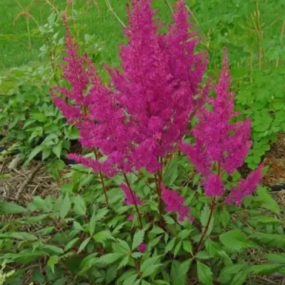 Астильба ЭЛИЗАБЕТ ВАН ВИН японская в Колодищи