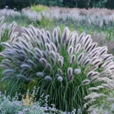 Пеннисетум БЛЭК БЬЮТИ в Колодищи