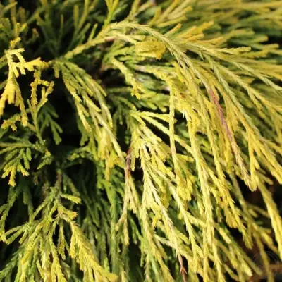 Кипарисовик ГОЛДЕН МОП горохоплодный в Колодищи