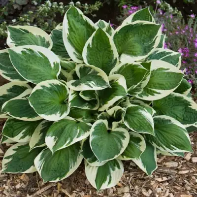 Хоста КАРИН гибридная в Колодищи