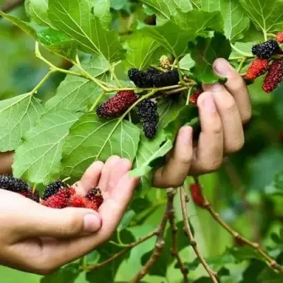 Шелковица ГАЛИЦИЯ в Колодищи